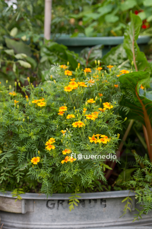 Tagetes tenuifolia - Signet marigold (111367)