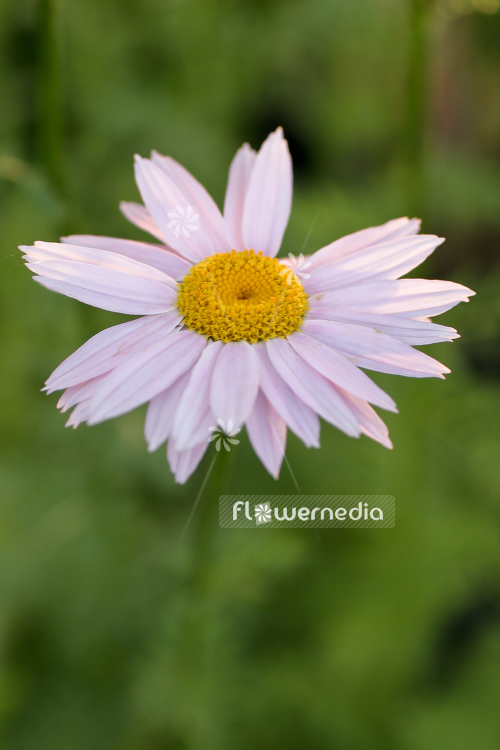 Tanacetum coccineum 'Robinsons Rosa' - Garden pyrethrum (104995)
