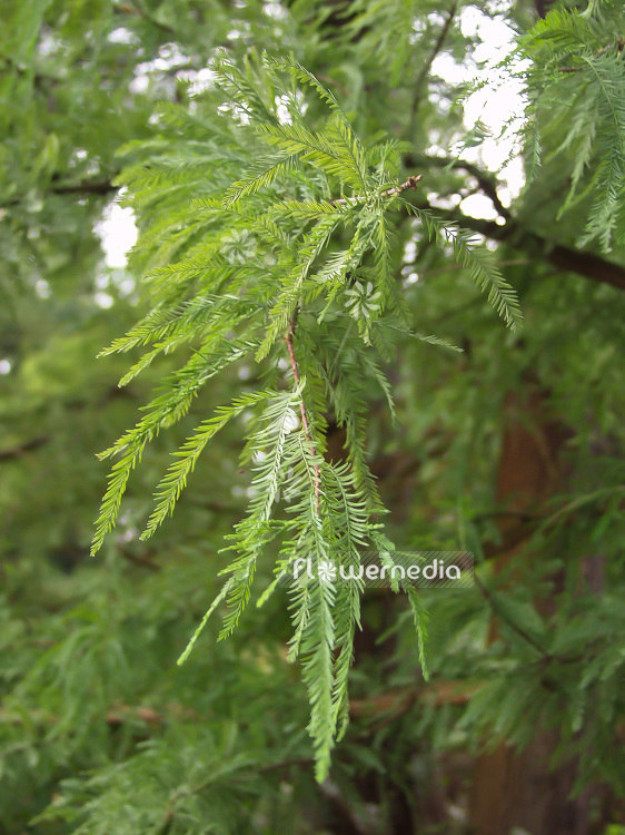 Taxodium distichum - Bald Cypress (101975)