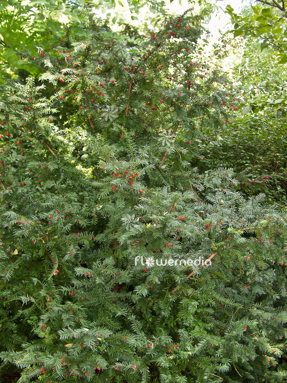Taxus baccata - English yew (101976)