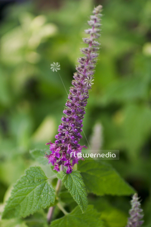 Teucrium hircanicum - Caucasican germander (105013)