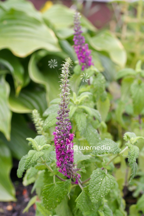 Teucrium hircanicum - Caucasican germander (105015)