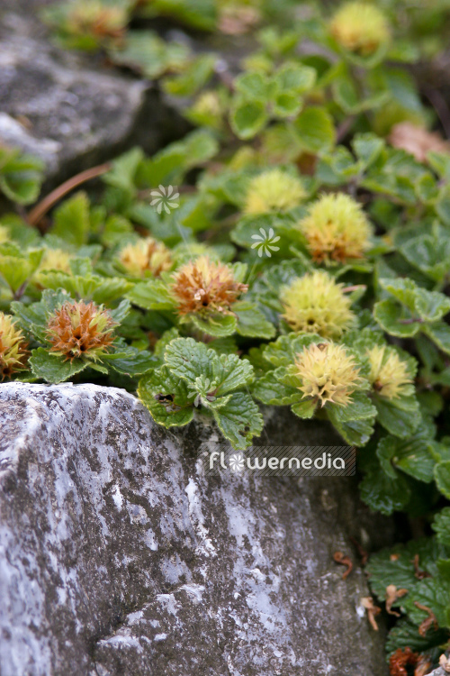 Teucrium pyrenaicum - Pyrenean germander (105017)