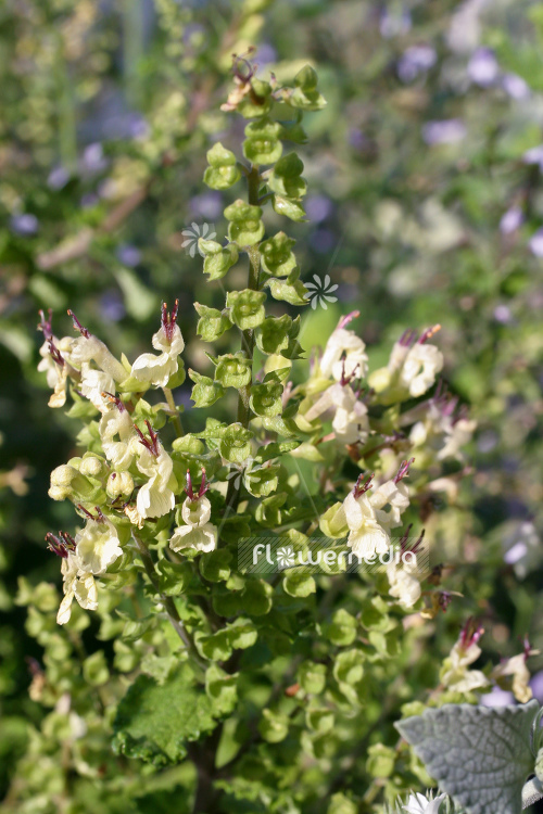 Teucrium scorodonia - Wood sage (105019)