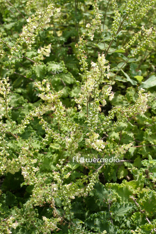 Teucrium scorodonia - Wood sage (105021)