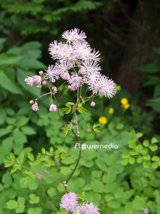 Thalictrum aquilegiifolium - Greater meadow-rue (101983)