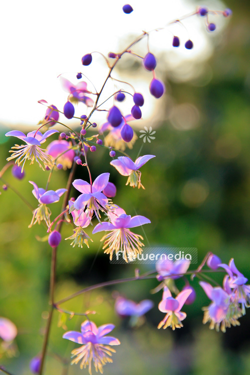 Thalictrum delavayi - Chinese meadow-rue (105599)