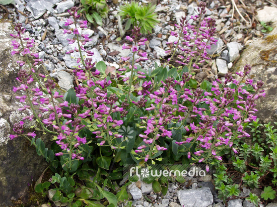 Thlaspi bellidifolium - Penny-cress (101987)
