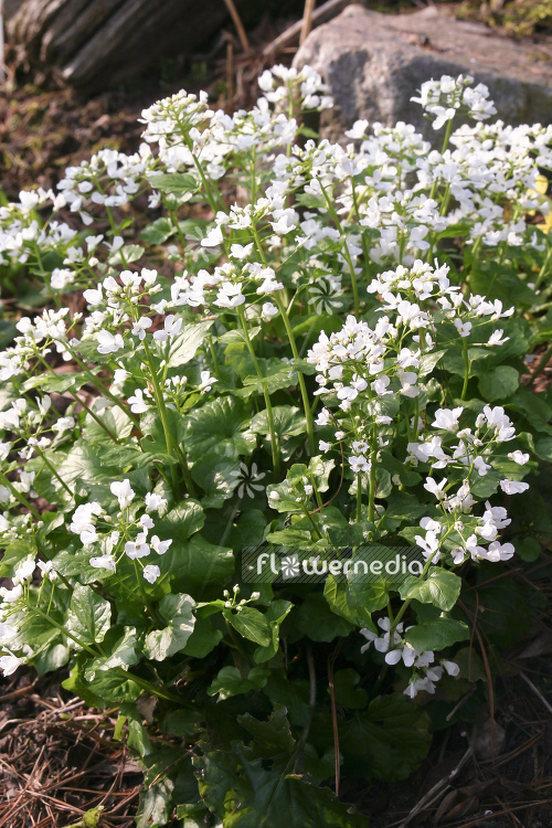 Thlaspi macrophyllum - Broad-leaved penny-cress (104543)