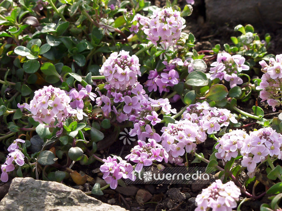 Thlaspi rotundifolium - Round-leaved penny-cress (101988)