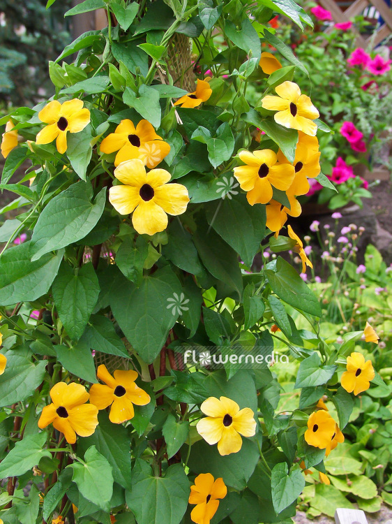 Thunbergia alata - Black-eyed Susan vine (101989)