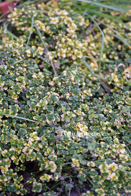 Thymus 'Doone Valley' - Doone Valley lemon thyme (105036)