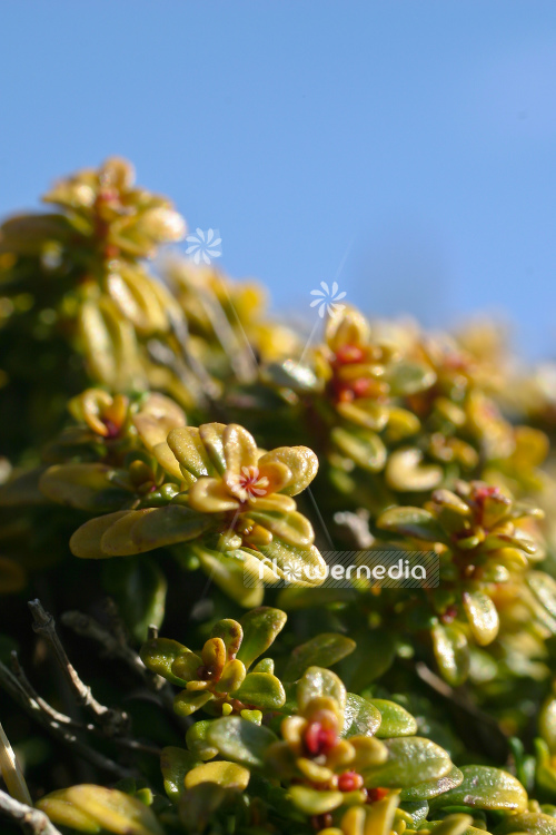 Thymus 'Doone Valley' - Doone Valley lemon thyme (105038)