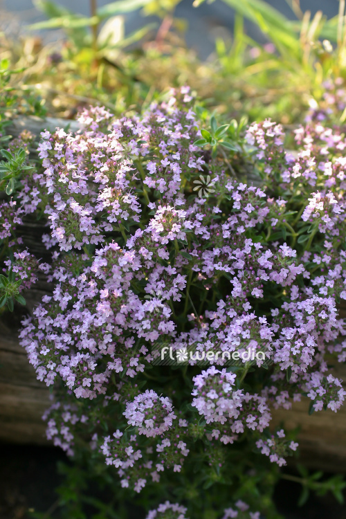 Thymus herba-barona 'Lemon-scented' - Creeping lemon thyme (105041)