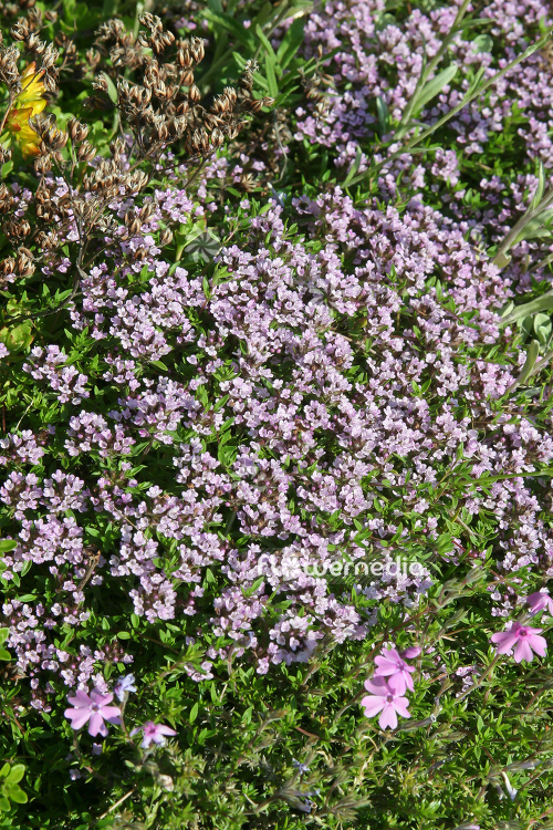 Thymus herba-barona 'Lemon-scented' - Creeping lemon thyme (105042)