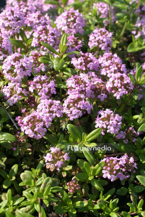 Thymus longicaulis - Thyme (105045)