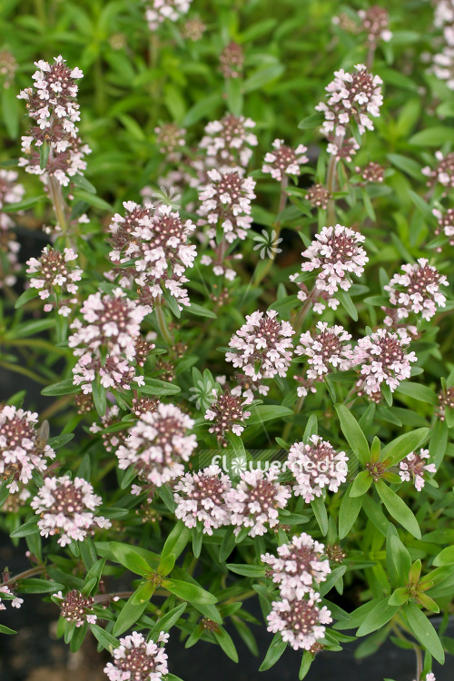 Thymus pannonicus - Hungarian thyme (105046)