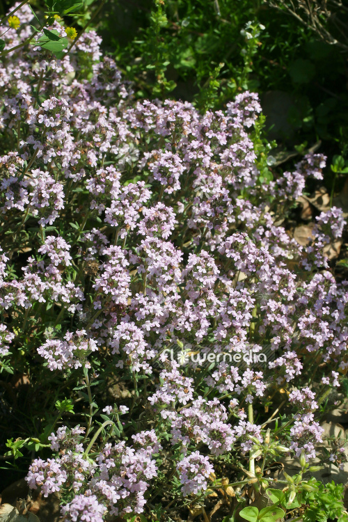 Thymus 'Peter Davis' - Thyme (105047)