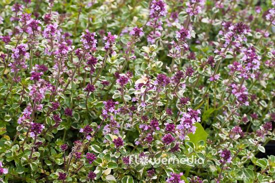 Thymus pulegioides 'Foxley' - Variegated large thyme (105051)