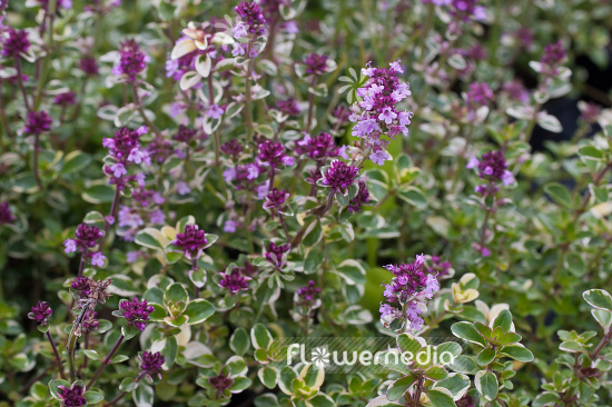 Thymus pulegioides 'Foxley' - Variegated large thyme (105052)