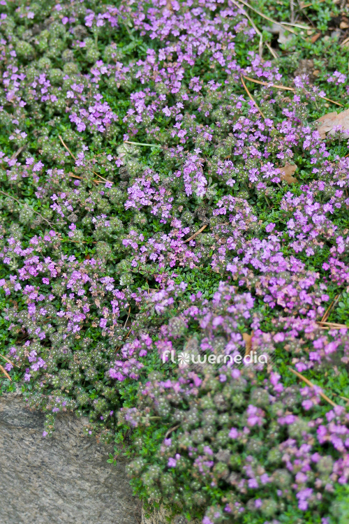Thymus serpyllum 'August Moon' - Breckland thyme (105053)