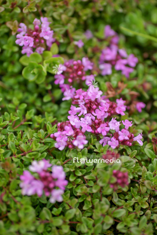 Thymus serpyllum 'Coccineus' - Breckland thyme (105054)