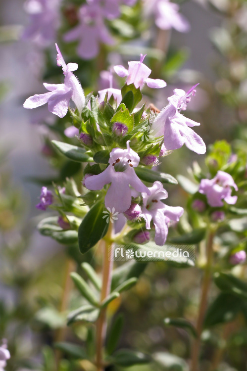 Thymus species - Oregano thyme (101999)