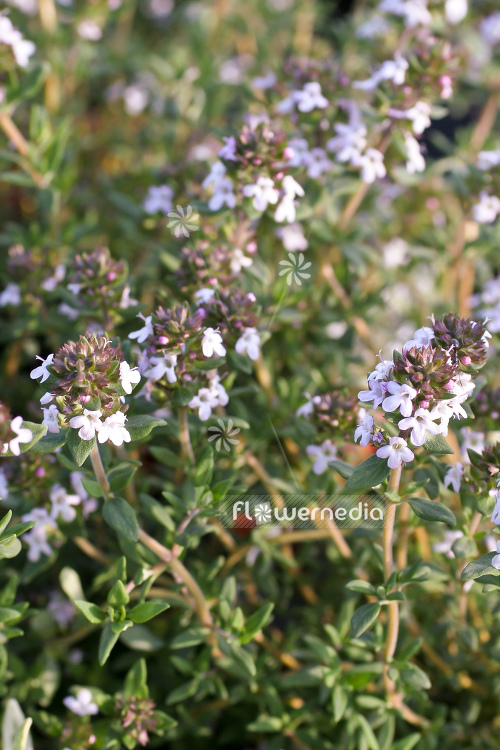 Thymus species - Oregano thyme (105063)