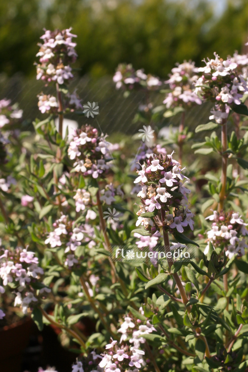 Thymus species - Oregano thyme (105064)