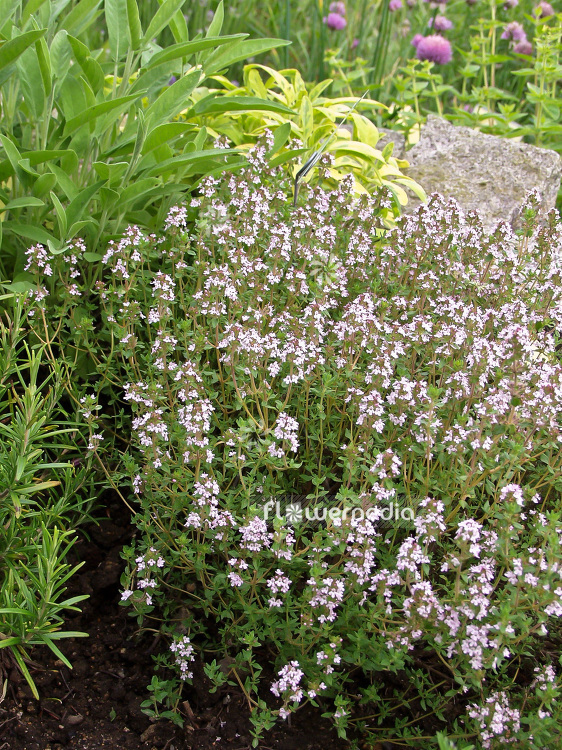 Thymus vulgaris - Common thyme (102002)