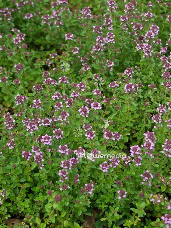 Thymus x citriodorus - Lemon thyme (102003)
