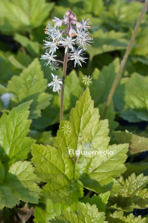 Tiarella 'Tiger Stripe' - Foamflower (102008)