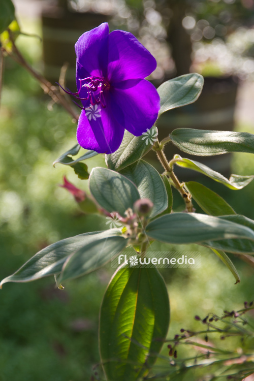 Tibouchina urvilleana - Princess flower (105070)