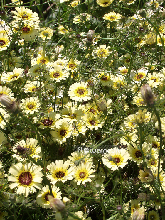 Tolpis barbata - Yellow hawkweed (102009)