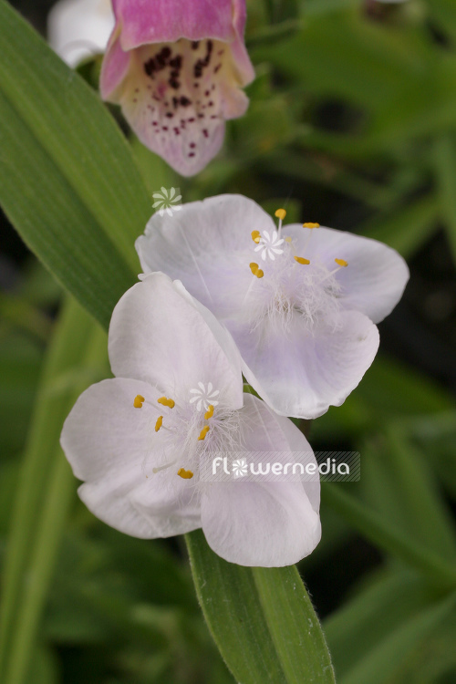 Tradescantia x andersoniana 'Alba Major' - Spiderwort (105072)