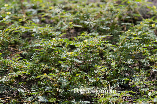 Tribulus terrestris - Caltrops (108180)