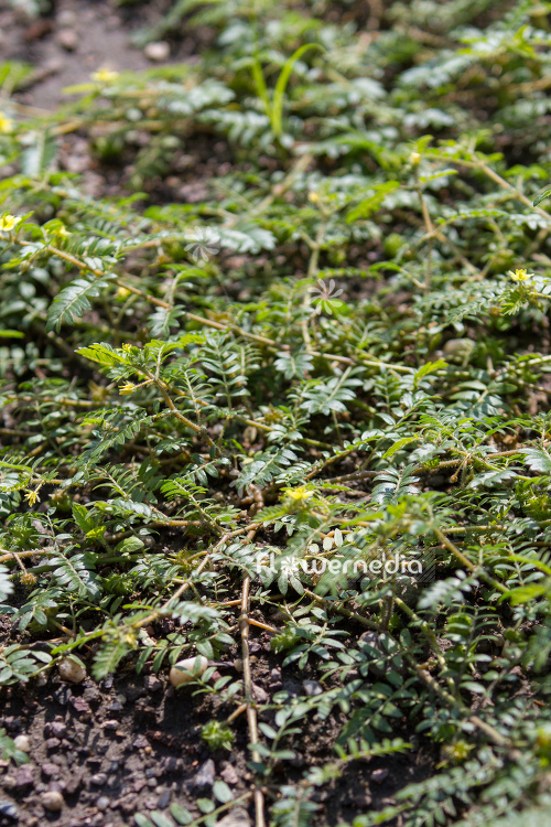 Tribulus terrestris - Caltrops (108181)