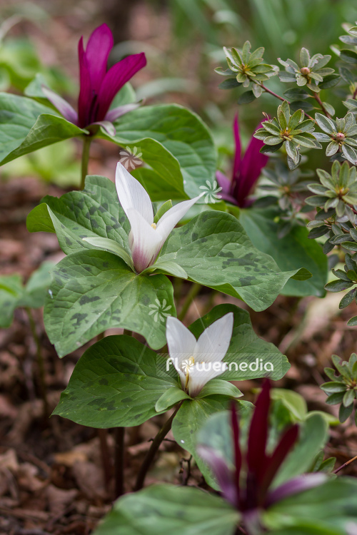 Trillium chloropetalum var. album - Giant wakerobin (105605)