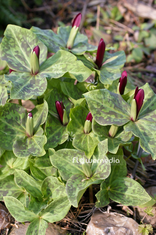 Trillium chloropetalum var. giganteum - Giant wakerobin (105082)