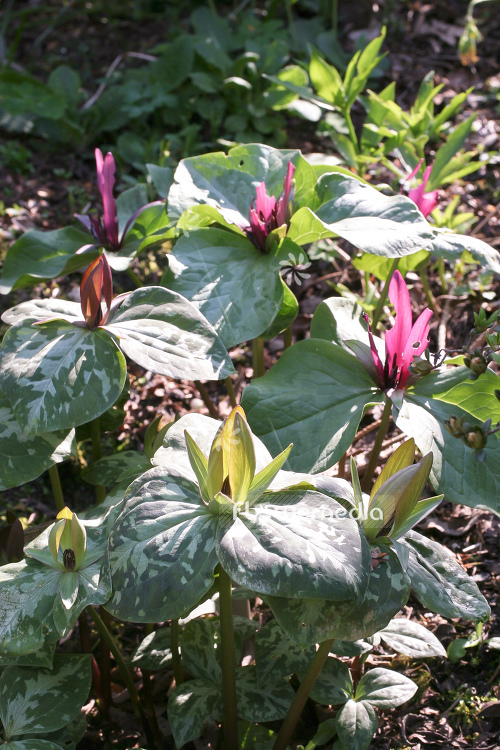 Trillium chloropetalum var. giganteum - Giant wakerobin (105084)