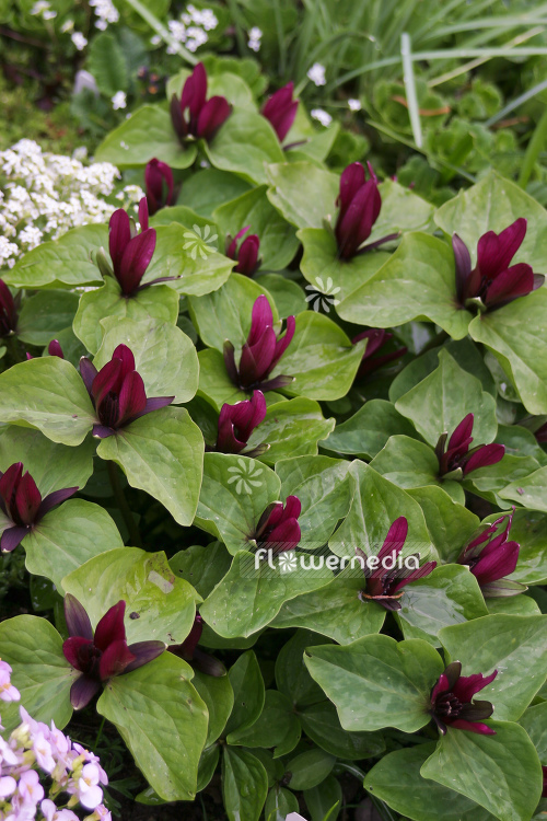 Trillium chloropetalum var. giganteum - Giant wakerobin (105085)