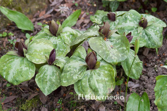 Trillium cuneatum - Little sweet Betsy (105087)