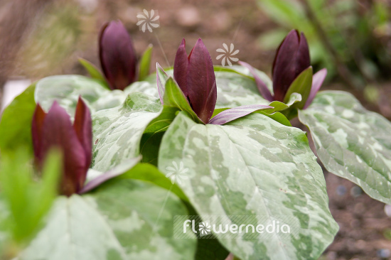Trillium cuneatum - Little sweet Betsy (105088)