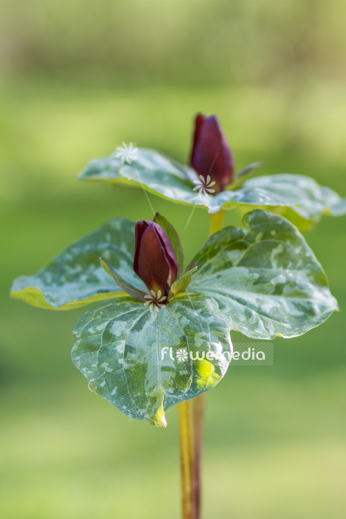 Trillium cuneatum - Little sweet Betsy (105608)