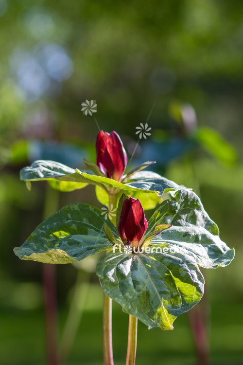 Trillium cuneatum - Little sweet Betsy (105609)