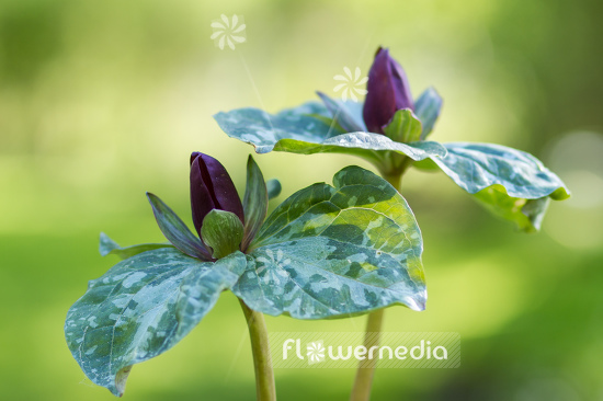 Trillium cuneatum - Little sweet Betsy (105610)