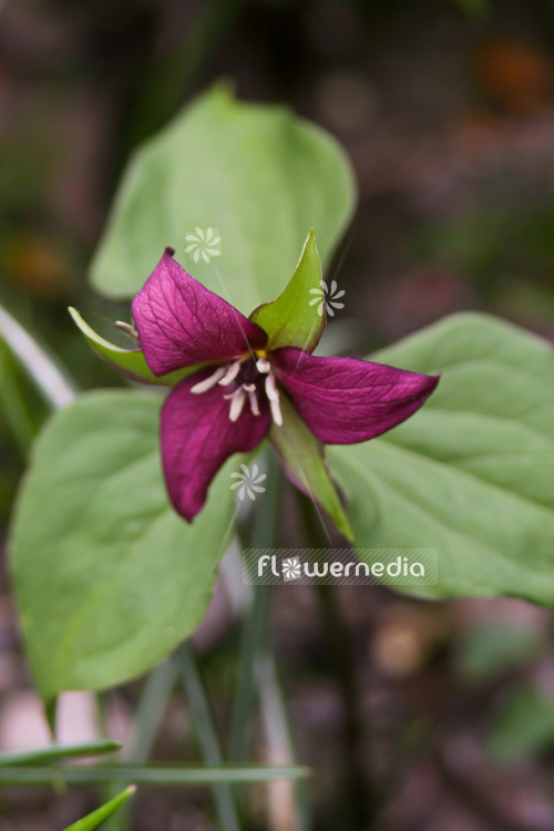 Trillium erectum - Birthroot (105090)