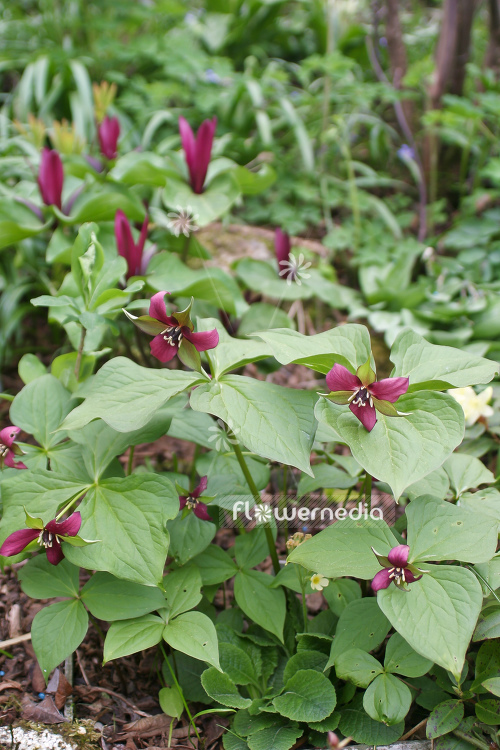 Trillium erectum - Birthroot (105091)