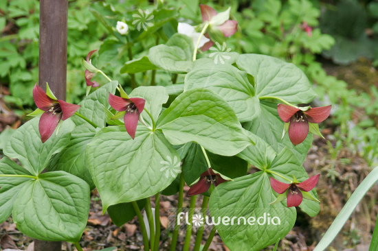 Trillium erectum - Birthroot (105093)
