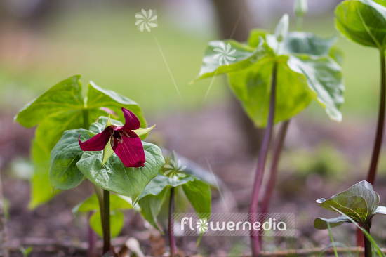 Trillium erectum - Birthroot (105615)